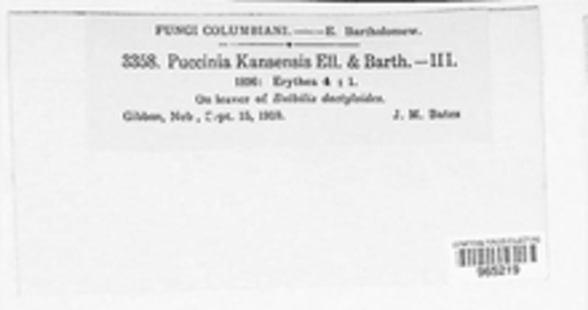 Puccinia kansensis image
